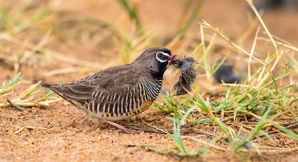 African Quailfinch male